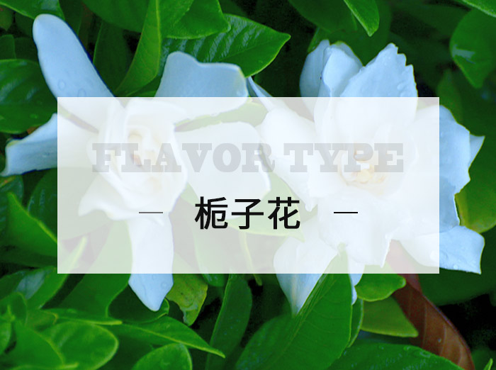 梔子花/Gardenia
